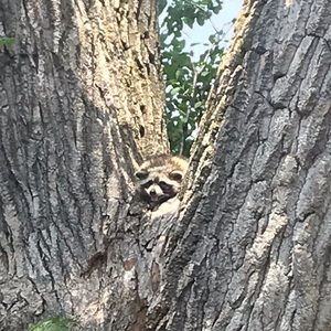 Meet your Posher, Leane